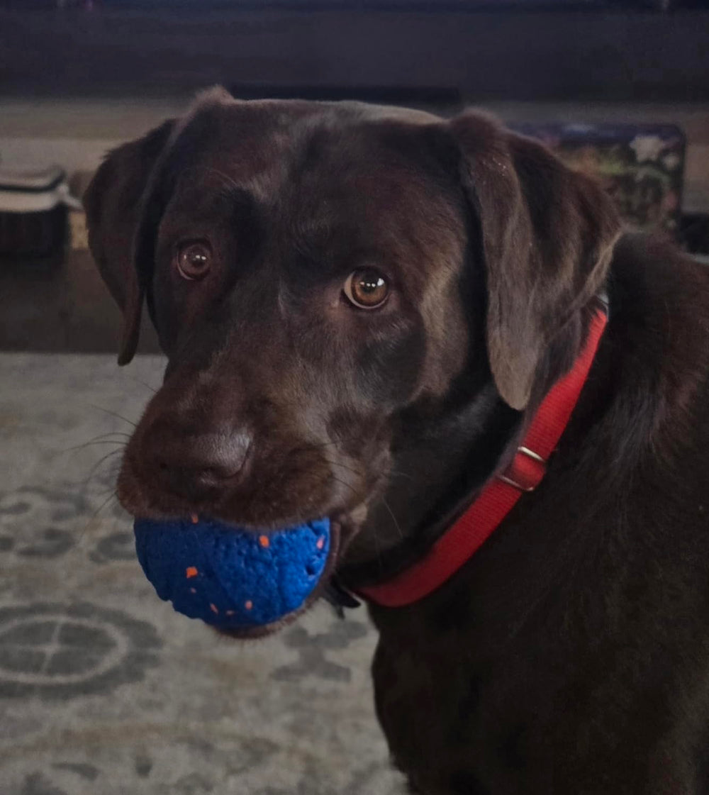 <p>Hear from happy pups and their humans!</p>