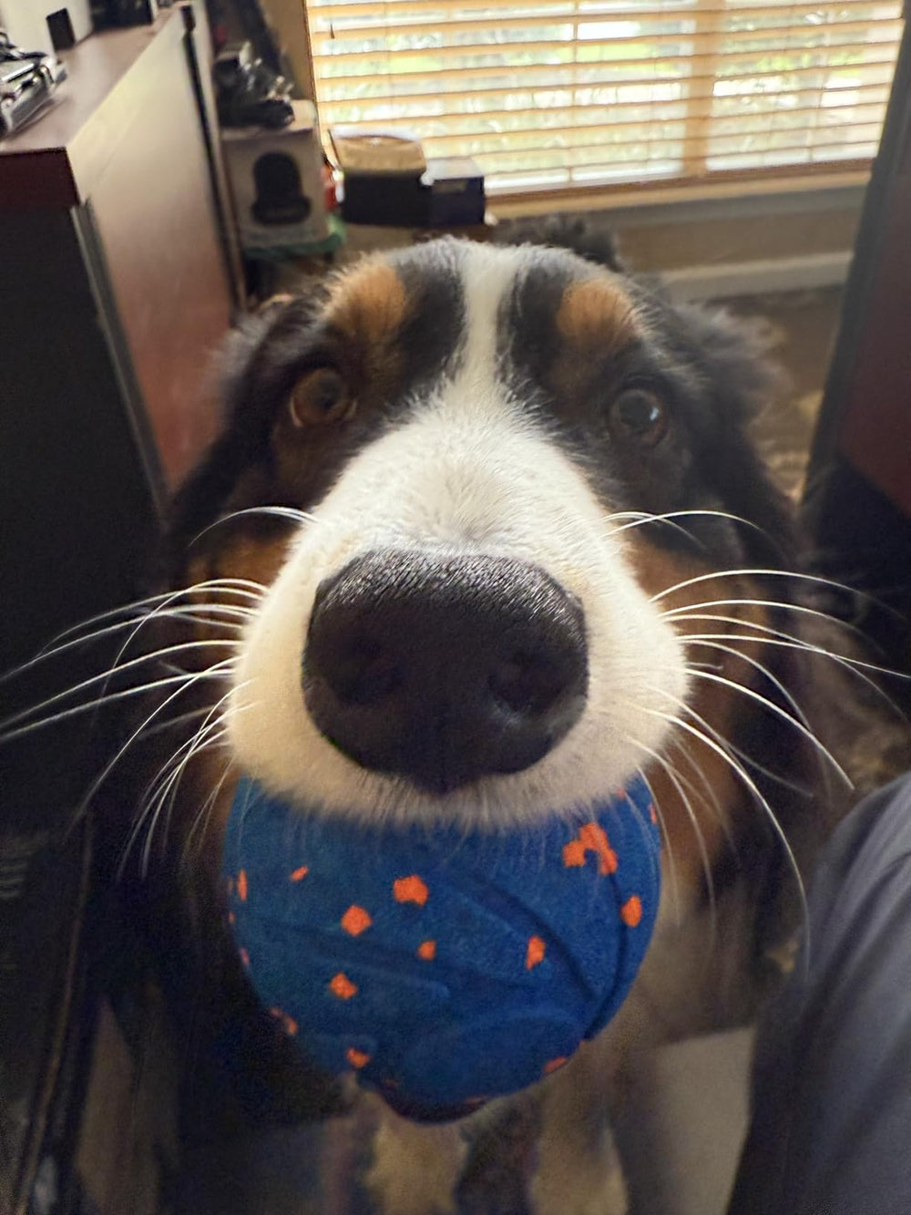 <p>Hear from happy pups and their humans!</p>