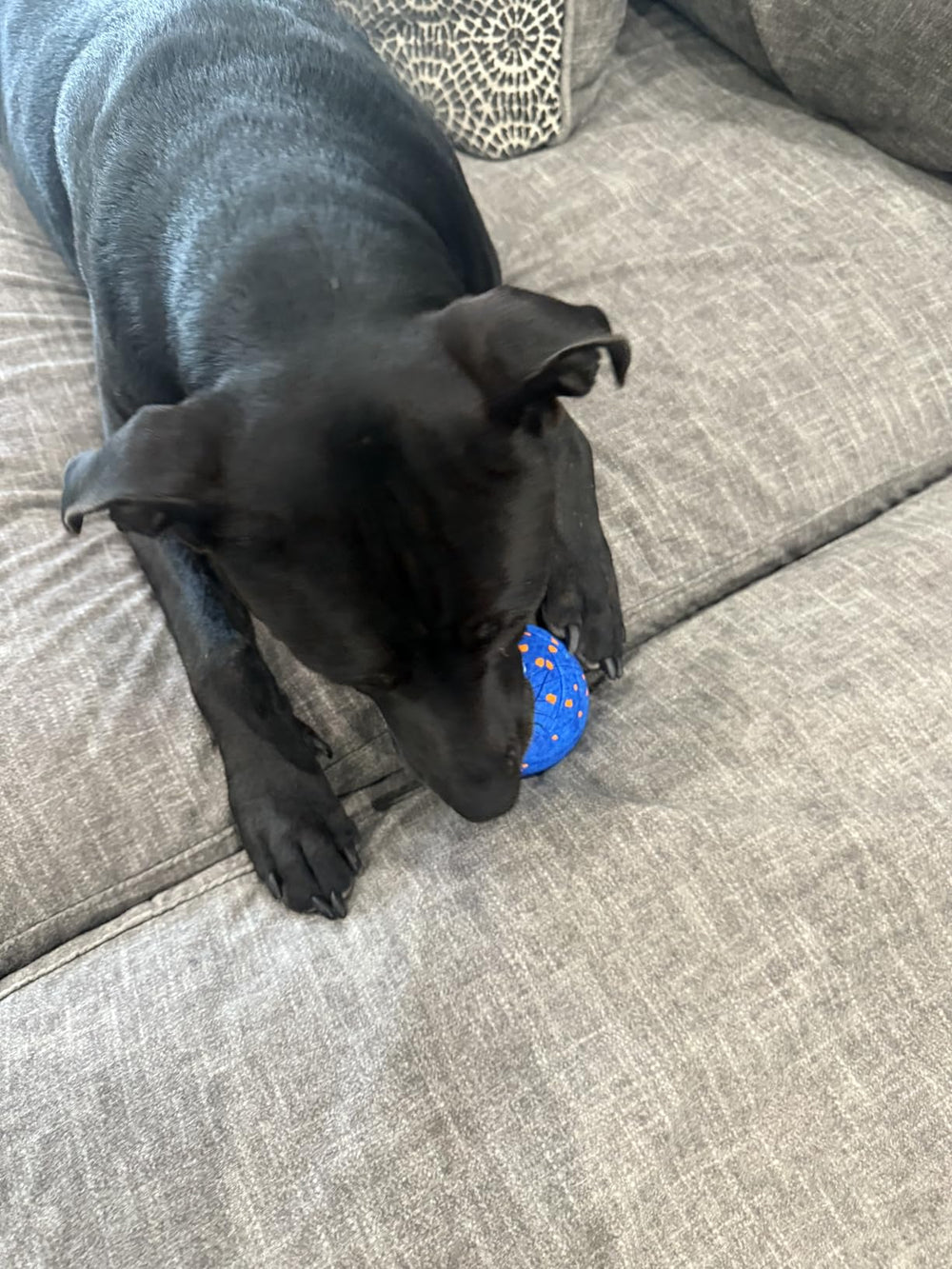 <p>Hear from happy pups and their humans!</p>