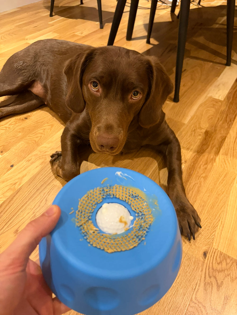 <p>Hear from happy pups and their humans!</p>