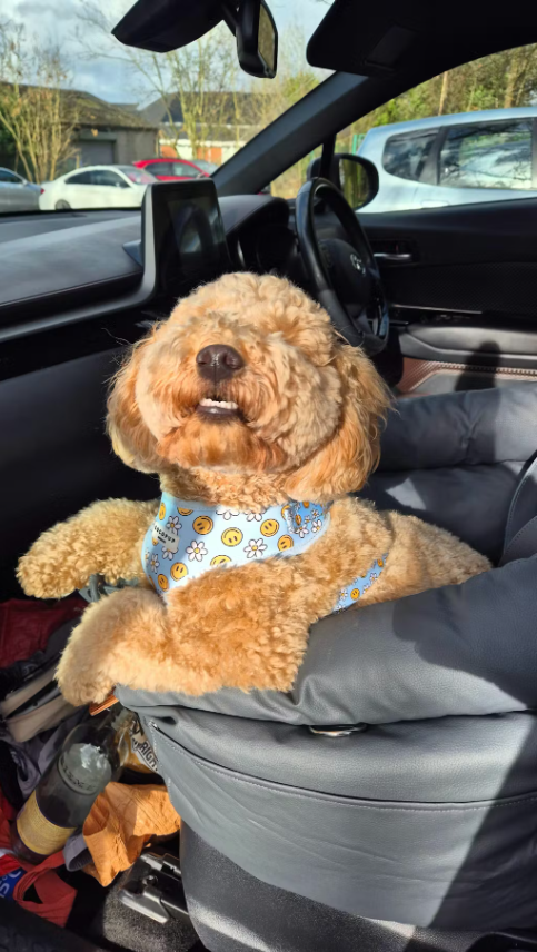 <h6>Hear from happy pups and their humans</h6>