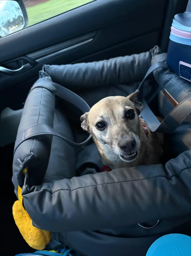 <h6>Hear from happy pups and their humans</h6>