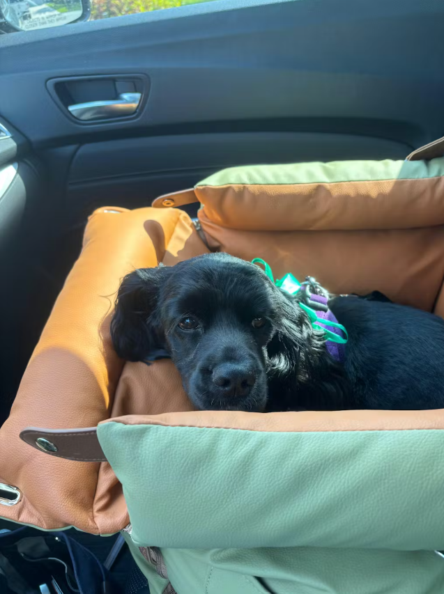<h6>Hear from happy pups and their humans</h6>
