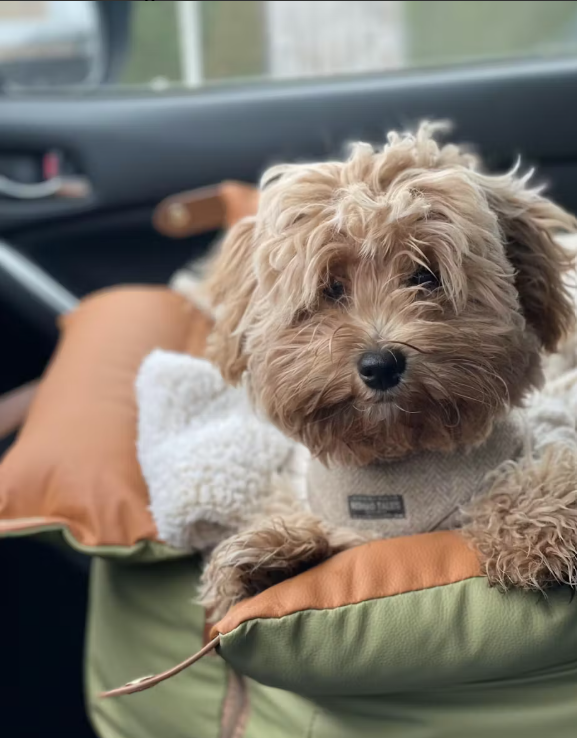 <h6>Hear from happy pups and their humans</h6>