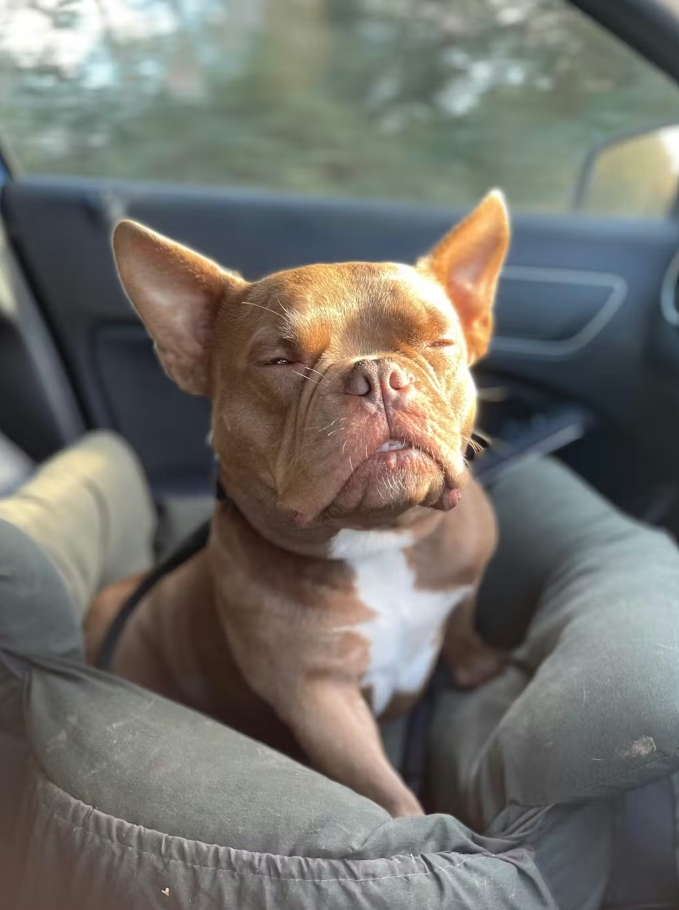 <h6>Hear from happy pups and their humans</h6>