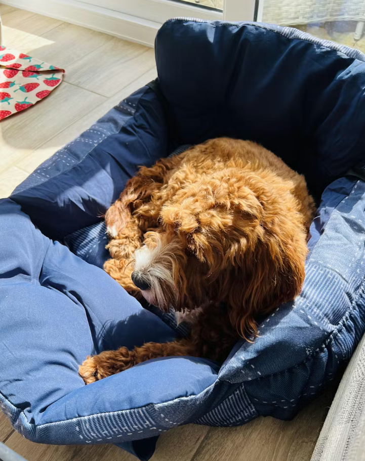 <h6>Hear from happy pups and their humans</h6>