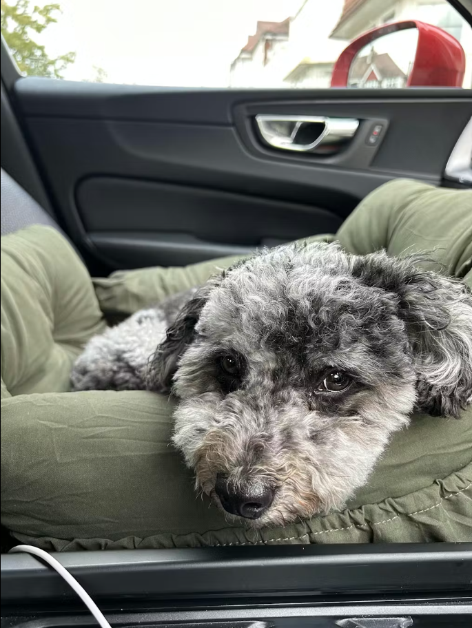 <h6>Hear from happy pups and their humans</h6>